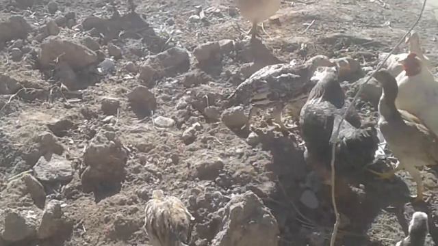 Хурус ҷанги Тоҷикӣ смотреть онлайн