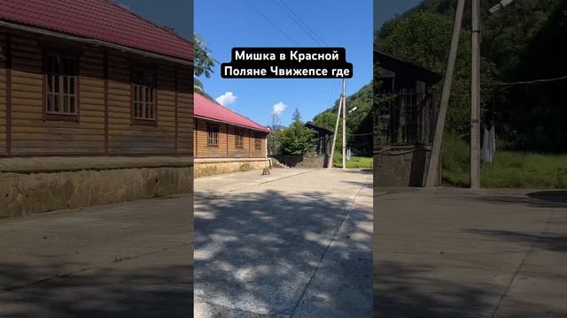 Мишка в Красной Поляне где минеральный Нарзан Чвижепсе. Был в бане у речке и недалеко его увидели