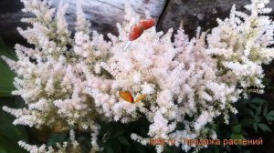 Астильба простолистная Вайт Вингс ? обзор: как сажать, рассада, саженцы астильбы Вайт Вингс