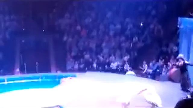 Цирк на воде смотреть онлайн