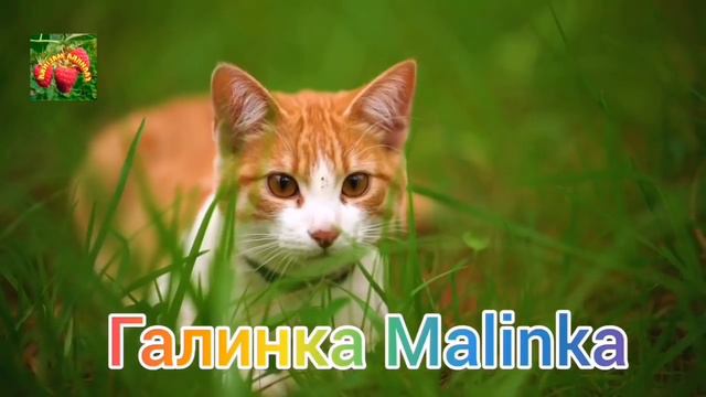 Колесниковы /Врут, глумятся, играют роли//Обзор Влогов // смотреть онлайн