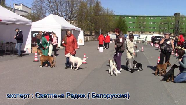 Ирландские терьеры : Наша девочка в ринге . Кнопочка - звезда ! смотреть онлайн