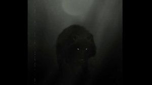 SCP-023 "Чёрный пёс"