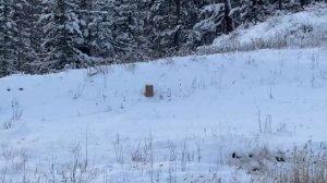 Нашел патроны которые полетели как надо на мелкашке