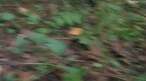 Охота за груздями . Котласский район. 2016 г.