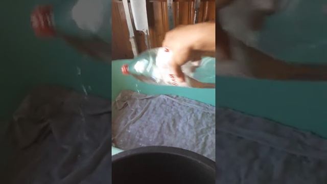 Как правильно прорастить пшеницу для браги, какое зерно выбрать.