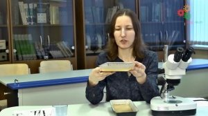 Зоология беспозвоночных. Часть 2. Анатомический инструментарий (Е. Богомолова)