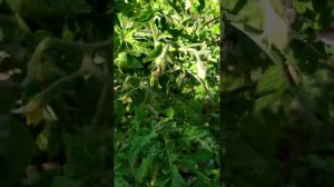 Обзор томата Золотая клуша 04.08.2020