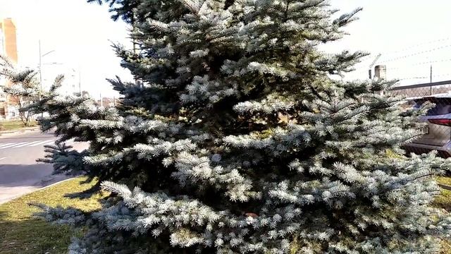 Футаж бесплатно. Солнечный Осенний День! смотреть онлайн