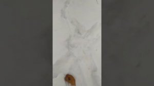 Тропление лося