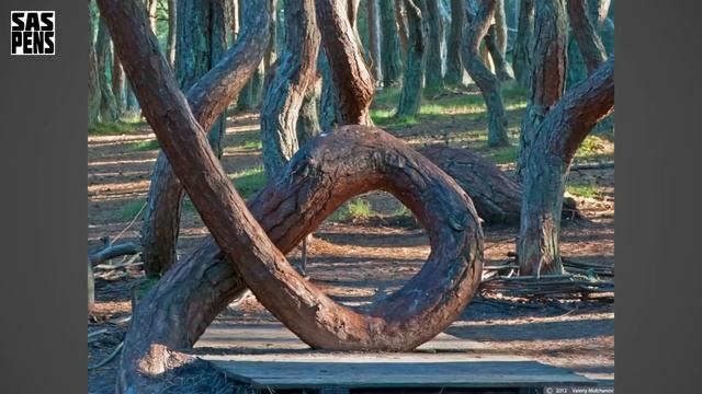 ТАНЦУЮЩИЙ ЛЕС на Куршской Косе 2 смотреть онлайн