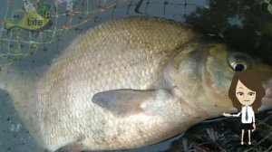 Когда весной после зимы начинает клевать лещ? Когда лучше всего клюет лещ весной?