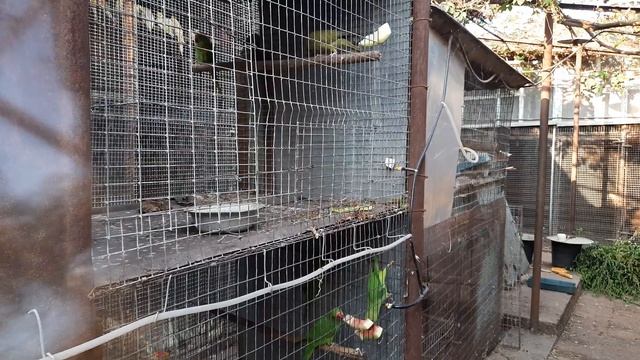 Молодежь ожереловых попугаев. смотреть онлайн