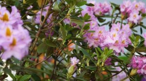 Рододендроны в Подмосковье. Часть 1 | #ВокругДома