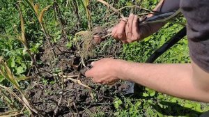 Копаем китайский чеснок