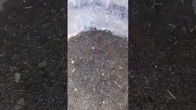 Петуния(всходы) 5 день после посадки смотреть онлайн