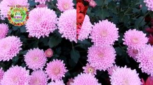 Почему хризантемы не цветут? Что нужно обязательно знать о хризантемах?