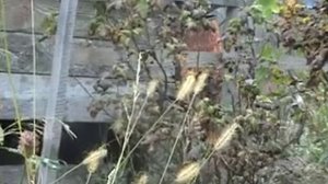 Выращивание репы в европейской части России - урожай 2011