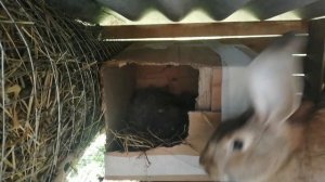 Окрол крольчихи и уход за крольчатами