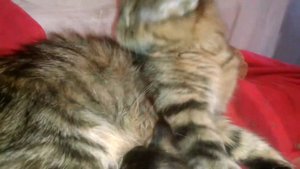 Красивая и крупная мама кошка породы Мейн кун дикого окраса  Таби со своей красавицей дочкой