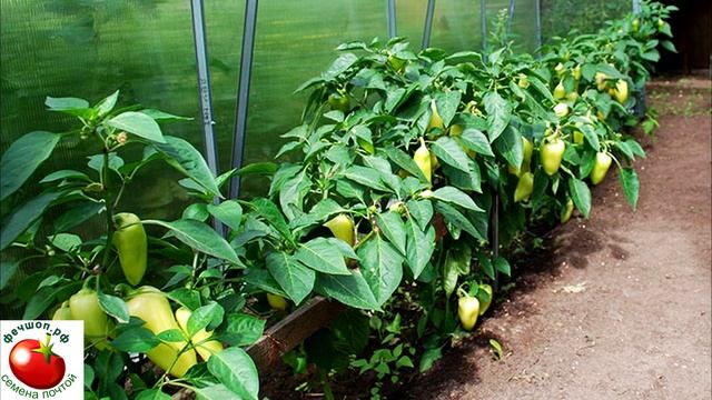 Сколько Раз в Неделю Нужно Поливать ПЕРЕЦ? смотреть онлайн