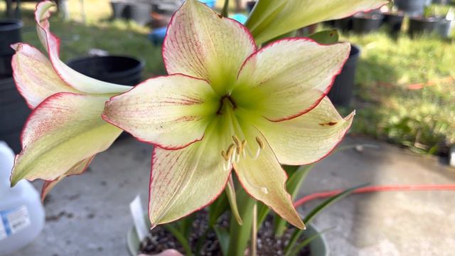 Maguire Pamelas Picotee Amaryllis Hippeastrum