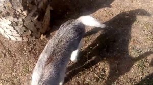 Сиденья в ОКУ от ВАЗ2110 и НОВЫЕ КОЗЛЫ