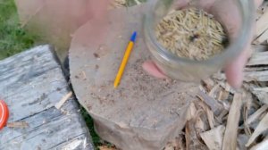 Вредители древесины - враги столяров и плотников