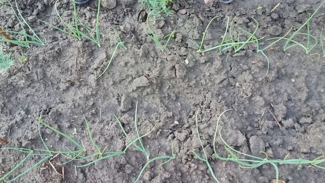 Как вырастить лук Эксибишен в открытом грунте смотреть онлайн