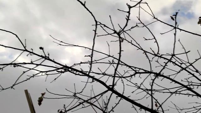 Народный праздник «Анисьин день». 12 января. Что нужно делать в этот день.