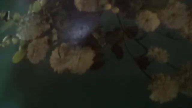 Есть(А девчонка та проказница (наброски) смотреть онлайн