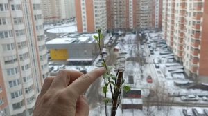 Для чего прищипывать молодые клематисы?