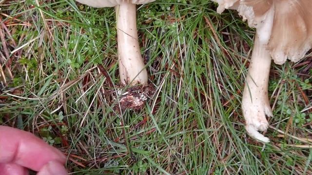 Características que identifican a Megacollybia platyphylla смотреть онлайн