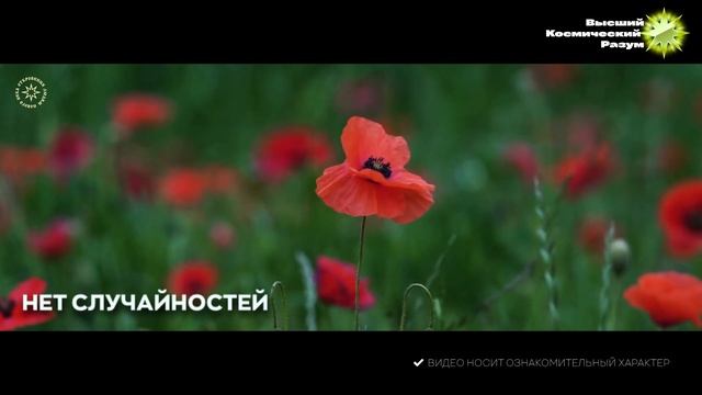 #БлагоВест ✴ Нет случайностей смотреть онлайн