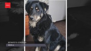 На Ястынской велосипедист застрелил бездомную собаку