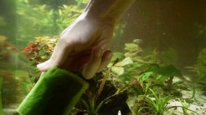 Чем почистить стекло аквариума от водорослей.