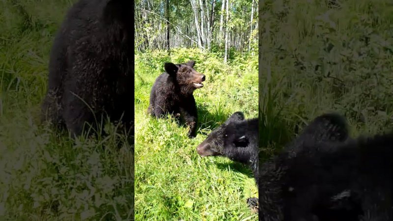 Буржуй хочет всех заломать.