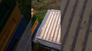 Костромское пчеловодство Шарья