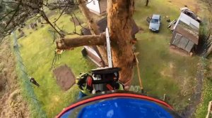 Арбористика | Удаление сосны частями