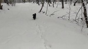 Русско-европейская лайка. Прогулка с Шахом по зимнему лесу.