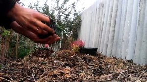 Вересковый сад своими руками.Как размножить верески?!