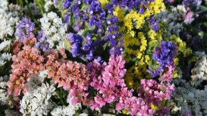 Кермек татарский (Статица) — выращивание цветка в саду