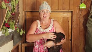 Как правильно привязать курицу во время выгула