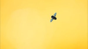 Игра для кота, котенка с мухой бегающей по экрану монитора. Посмотрим как он с ней справится