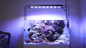 Морской светильник Gloxy Spectra
