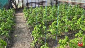 Состояние томатов на 4 марта ПИНК БУШ и М 97