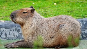 играем в плис донат