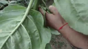 созревание и уборка махорки!