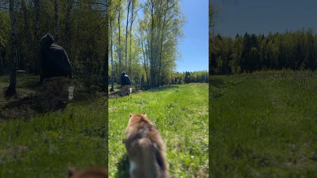 Привезли кота в поле выпасаться 🐈🌿🦅