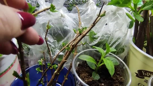 Черенкование гортензии почкой ?Преимущество ранневесеннего черенкования метельчатой гортензии???